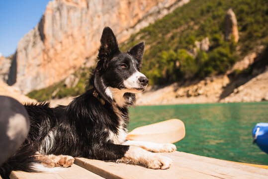 Border collie sitting on a jetty in a mountain lake.