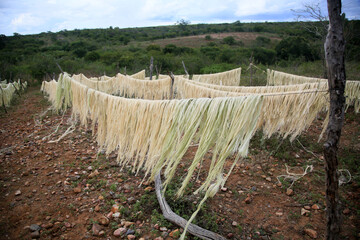 araci, bahia, brazil - march 9, 2022: drying fibers of sisal plant - agavaceae - for rope production in the city of Araci, semi-arid region of Bahia. - obrazy, fototapety, plakaty