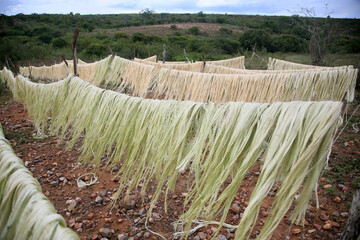 araci, bahia, brazil - march 9, 2022: drying fibers of sisal plant - agavaceae - for rope...