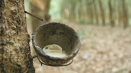 Small wooden bowl fastened to rubber tree trunk to gather latex milk in traditional way at...