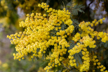 Rama  florecida de mimosa ( Acacia Dealbata)