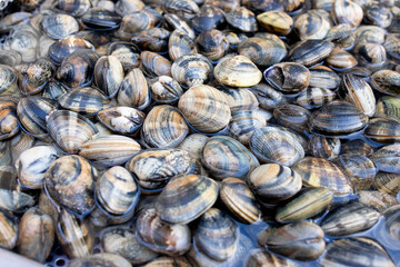Fresh fish, sea food, oysters, shrimps, prawn on shelf in Sicily, Italy fish market