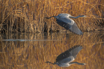 Gray heron in Milan