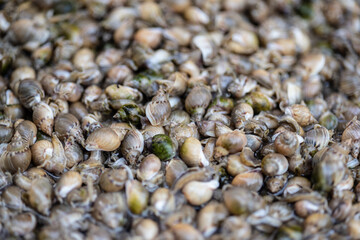 Fresh fish, sea food, oysters, shrimps, prawn on shelf in Sicily, Italy fish market