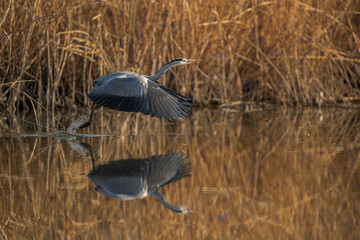 Grey heron take off in Milan