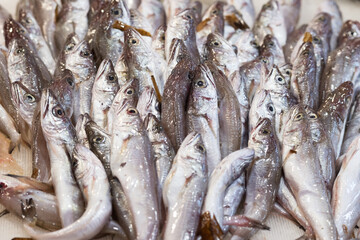Fresh fish, sea food, oysters, shrimps, prawn on shelf in Sicily, Italy fish market