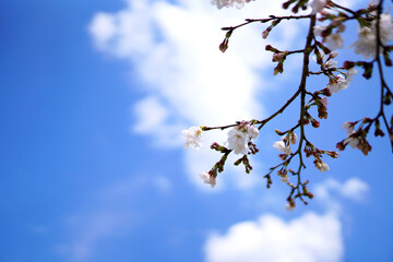 桜の花と青空 