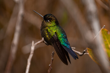 hummingbird in flight