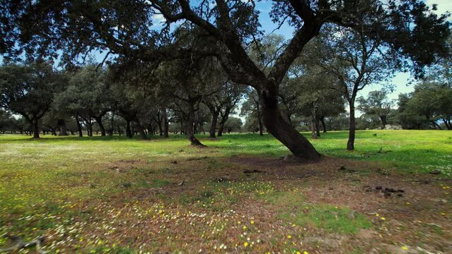 Flying in Quercus ilex, holm oak forest in Extremadura, Spain. High quality 4k footage