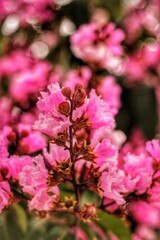 Pink flowers