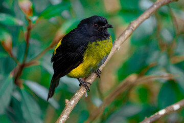 red winged blackbird