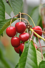 On a tree branch, ripe berries sweet cherry (Prunus avium)
