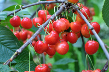 On a tree branch, ripe berries sweet cherry (Prunus avium)