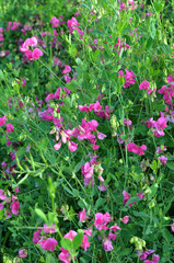 Lathyrus tuberosus grows in the field among the grasses in summer