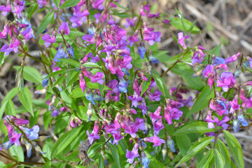 Fototapeta premium Lathyrus vernus blooms in spring in the forest
