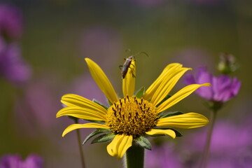 close up of flowers, fields of yellow flowers, field of violet flowers, close up of a flower, orchid flowers
