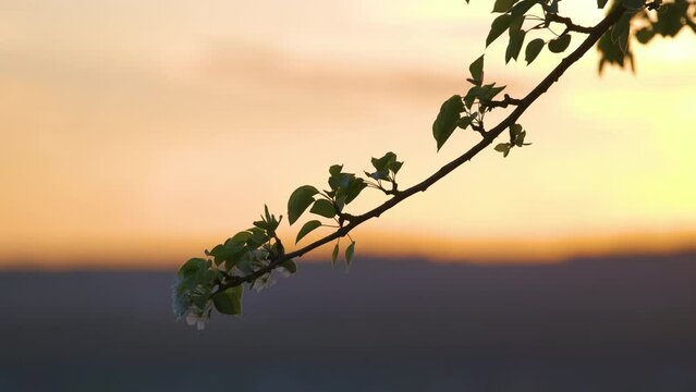 Twigs of fruit tree with white blossoming flowers in early spring at sunset