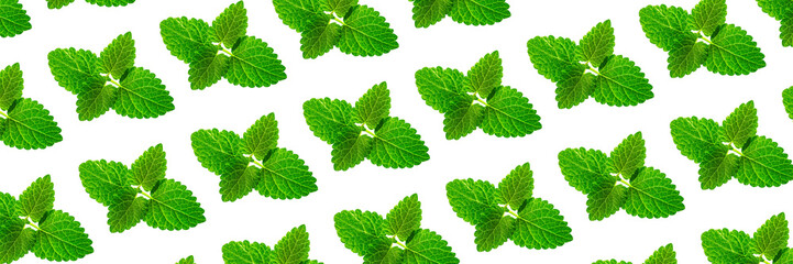 Banner Background of fresh mint leaves on white backdrop