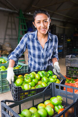 Portrait of positive woman gardener sorting and checking harvested green tomatoes in warehouse