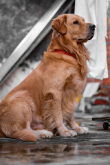 beautiful golde retriver dog or pet posing in the backyard