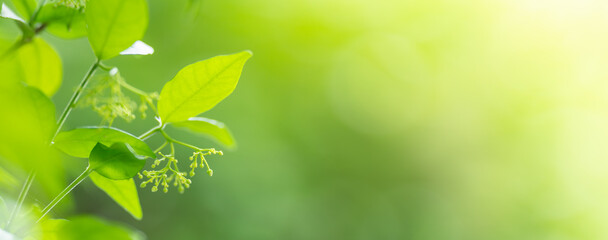 Closeup of beautiful nature view green leaf on blurred greenery background in garden with copy space using as background cover page concept.