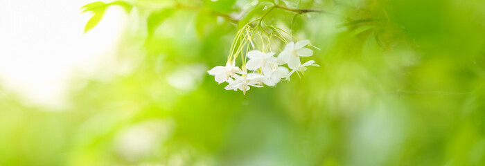 Closeup of mini white flower  under sunlight with copy space using as background green natural...