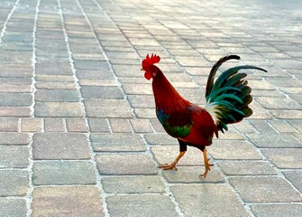 rooster in the farm © Laurie