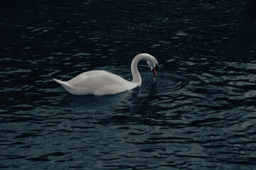 Swan moment 