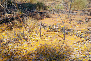 Fallen wattle blossoms on ground.