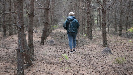 walk through the coniferous dark forest in search of mushrooms