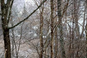 trees in winter in the Hudson Valley NY.