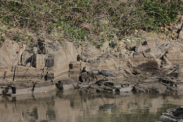 a Gray heron with fish on the beak.