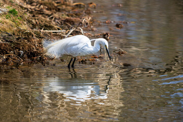 池の小魚を狙うコサギ