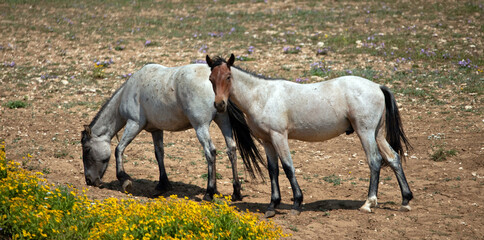 Blue and Red Roan colt wild horse mustangs in the Pryor Mountains wild horse range in Montana...