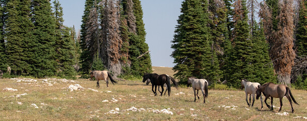 Herd of wild horses on the way to the waterhole in the Pryor Mountains of Montana United States