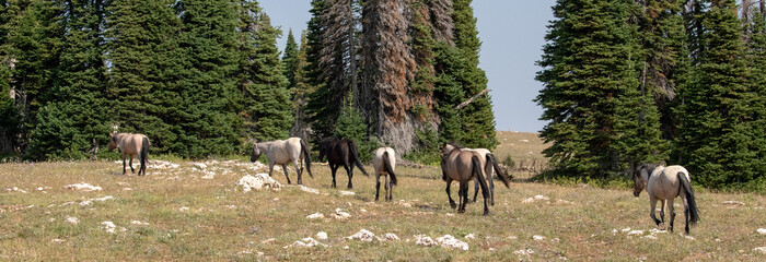 Naklejka premium Herd of mustangs on the way to the waterhole in the Pryor Mountains of Montana United States
