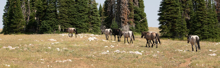 Band of wild horses on the way to the waterhole in the Pryor Mountains of Montana United States