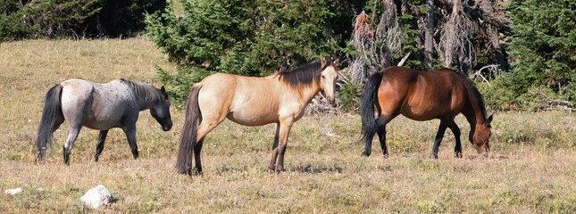 Buckskin and Bay and Roan Wild horses in the Pryor Mountains in Montana United States