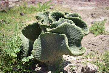 wild nopales, natural prickly pear cactus, silhouettes of nopales, birds that visit the nopales, nopales with fruits, capricious forms that the nopales take when they grow.
