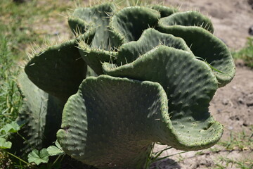 wild nopales, natural prickly pear cactus, silhouettes of nopales, birds that visit the nopales, nopales with fruits, capricious forms that the nopales take when they grow.

