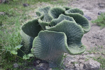 wild nopales, natural prickly pear cactus, silhouettes of nopales, birds that visit the nopales, nopales with fruits, capricious forms that the nopales take when they grow.

