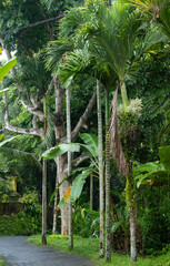 Cobblestone path through rainforest in Ubud, Indonesia