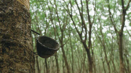 Small wooden bowl fastened to rubber tree trunk to gather latex milk in traditional way at...
