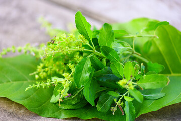 holy basil leaf herb and spices on green leaf and wooden background, sweet basil leaves