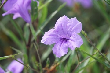 Obraz premium purple ruellia tuberosa flower in nature garden