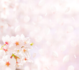 Naklejka na ściany i meble 桜の花と舞い散る花びら（春イメージ背景素材）