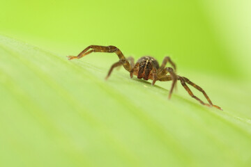 Aranha errante representante da família Ctenidae, ordem Araneae, classe Arachnida.