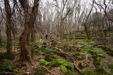 Obraz premium fallen trees and old trees in winter forest 