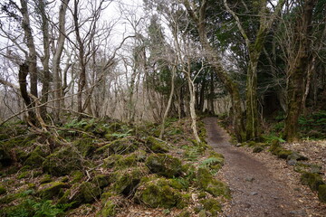 mossy rocks and bare trees in winter forest