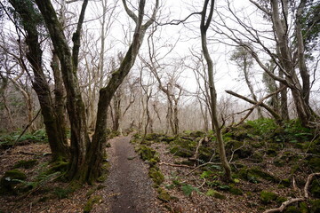 mossy rocks and bare trees in winter forest